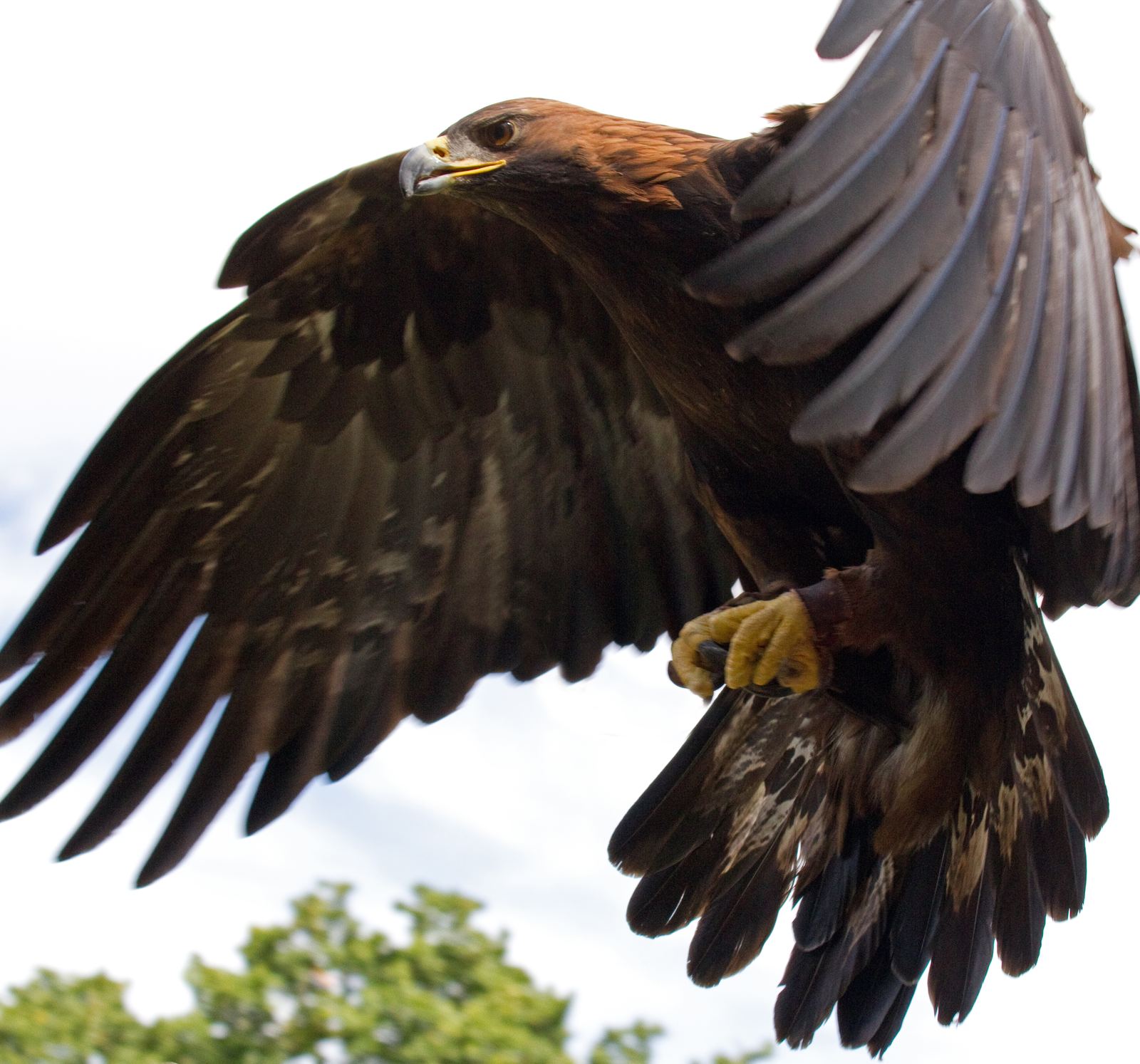 Golden eagle in flight