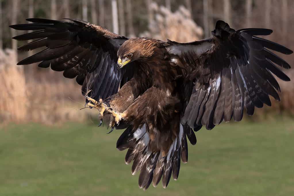 Golden eagle landing