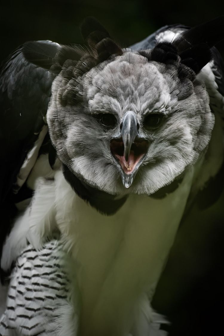Harpy eagle calling