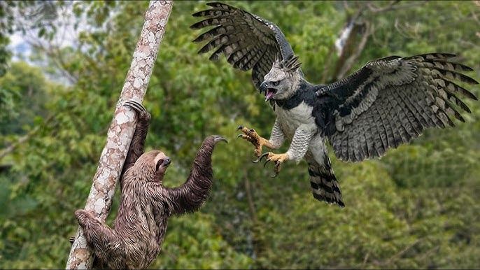 Harpy eagle face-disk