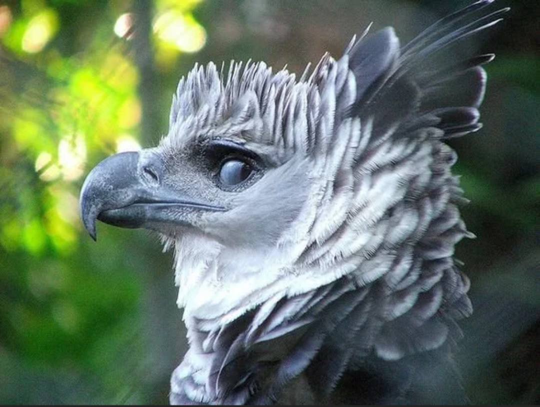 Harpy eagle portrait