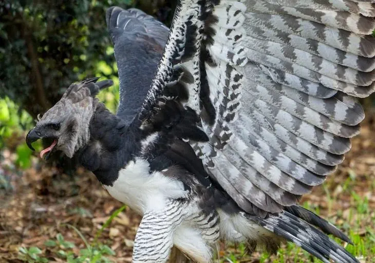 Harpy eagle with wings lifted