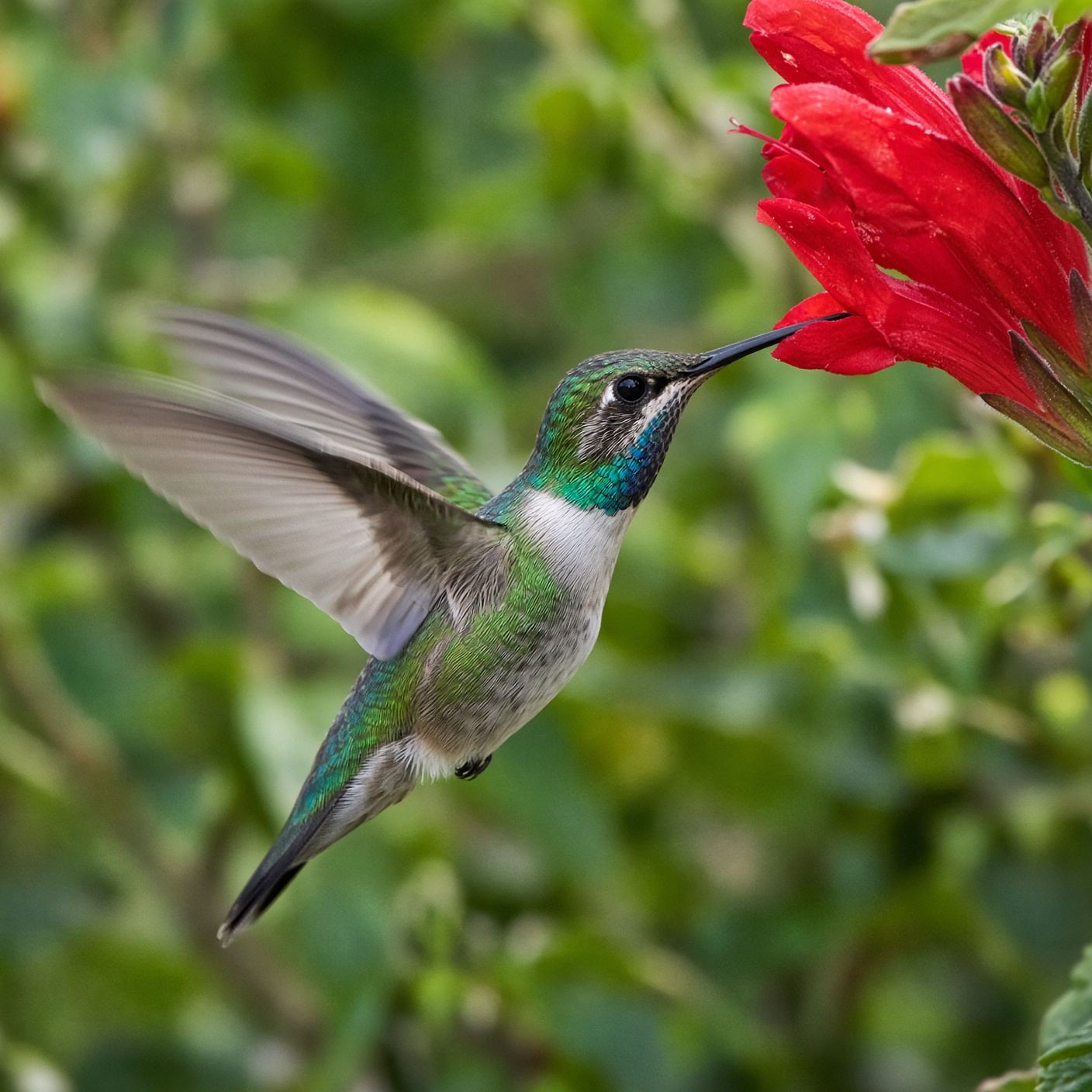 Hummingbird in flight