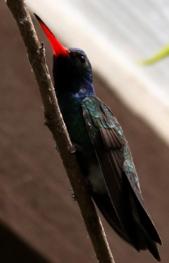 Living hummingbird